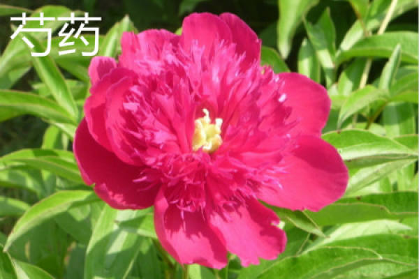 Paeonia lactiflora