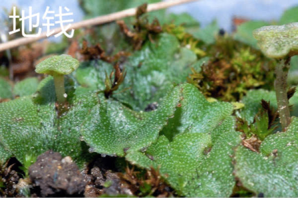 Selaginella