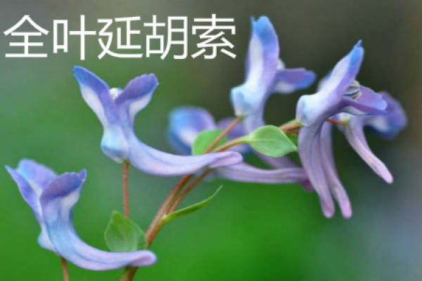whole leaf yanhusuo