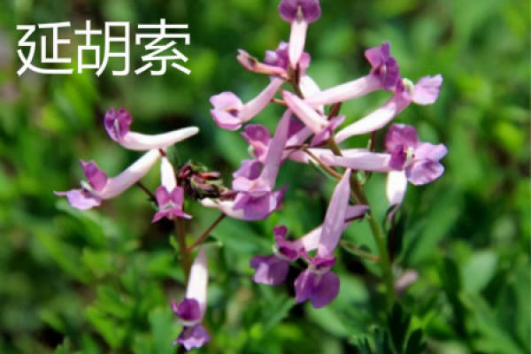 Corydalis tuber