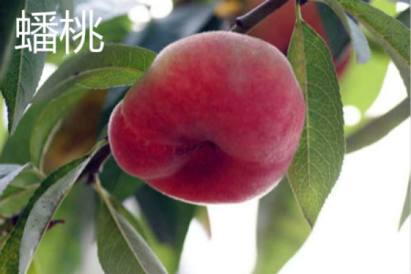 flat peach