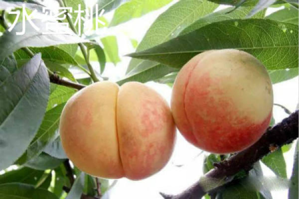 Honey Peach