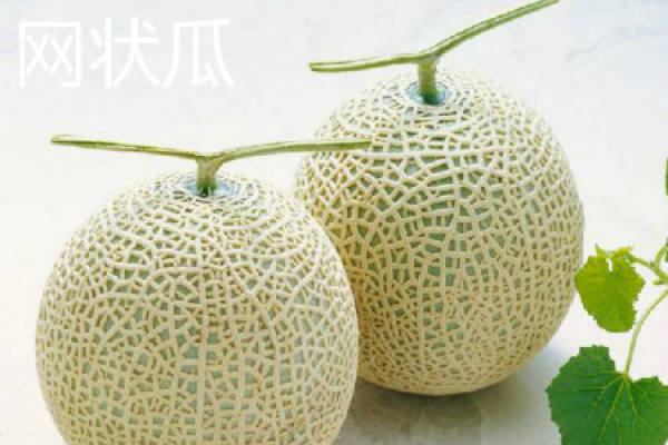 netted melon