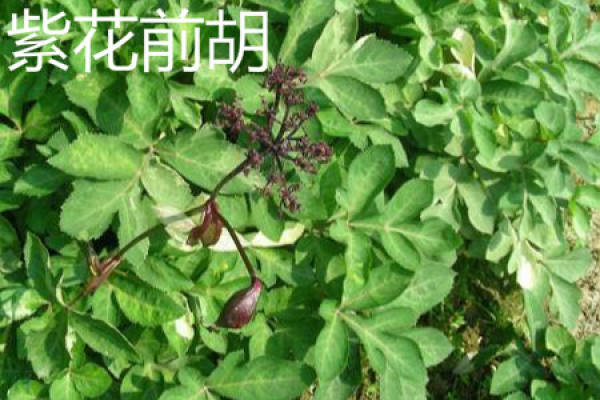 zihuaqianhu