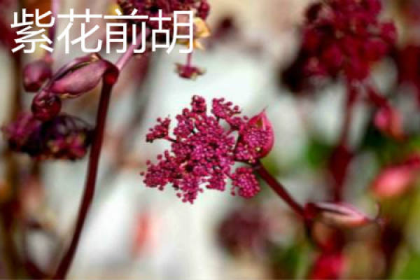 zihuaqianhu
