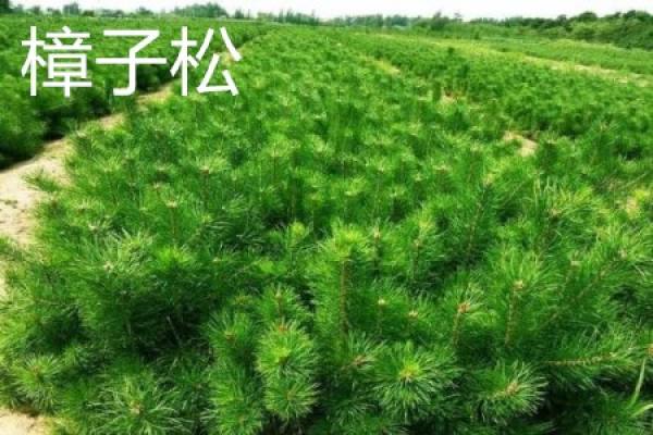 Mongolian Scotch Pine