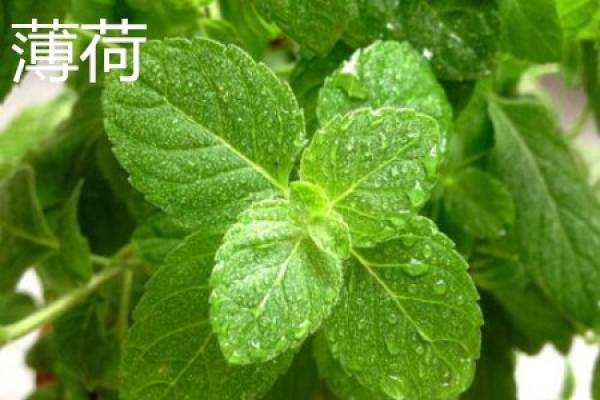 spearmint