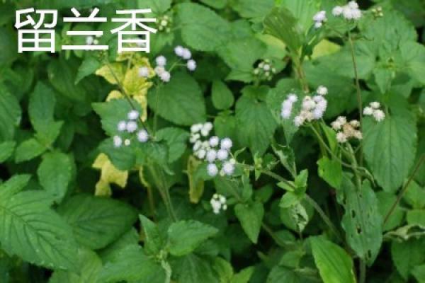 spearmint