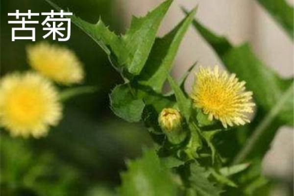 Bitter Chrysanthemum Flower