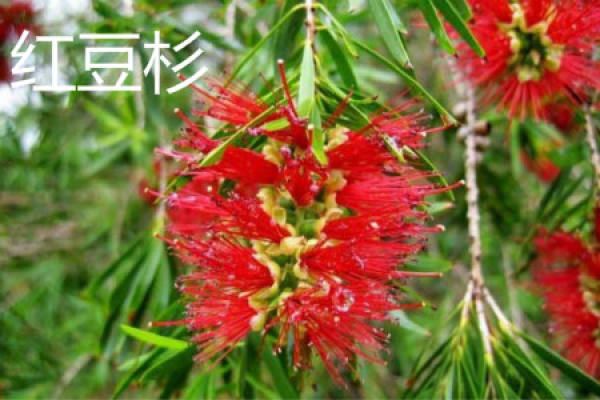Chinese yew flower