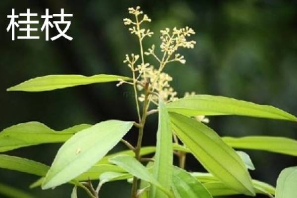 Ramulus Cinnamomi