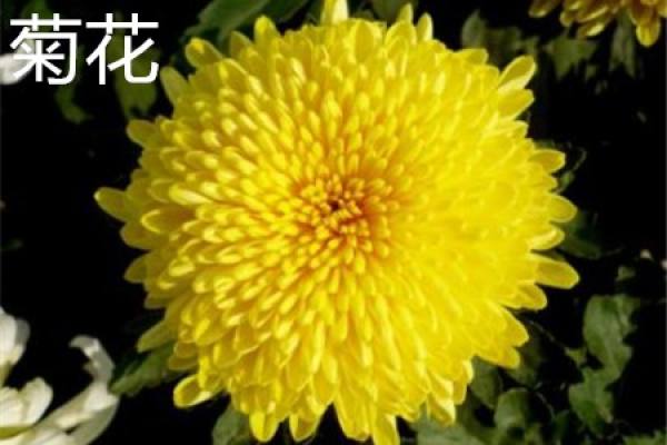 Chrysanthemum
