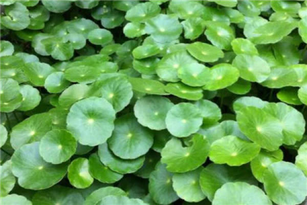 Herba Lysimachiae Christinae sprayed with medicinal