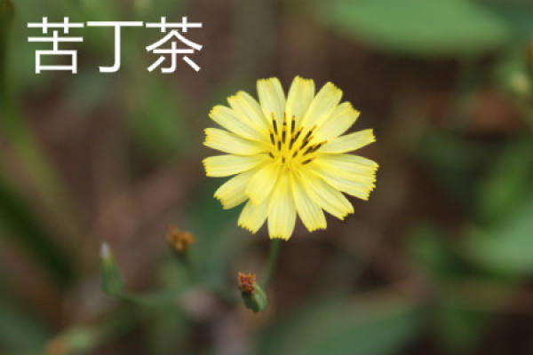 Kudingcha flower