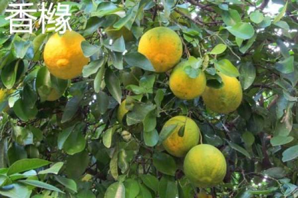 citron