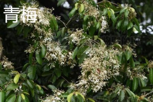 Prunus mume