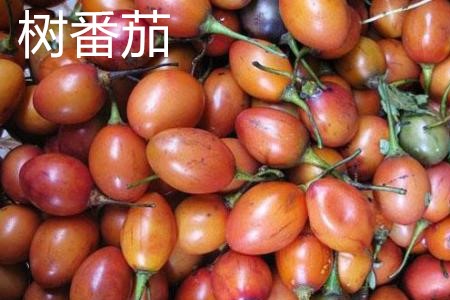 树番茄，果.jpg