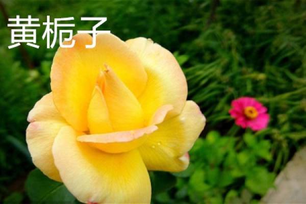 Yellow Gardenia