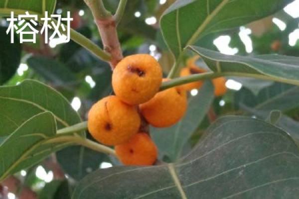 Banyan fruit
