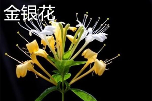 Flos Lonicera