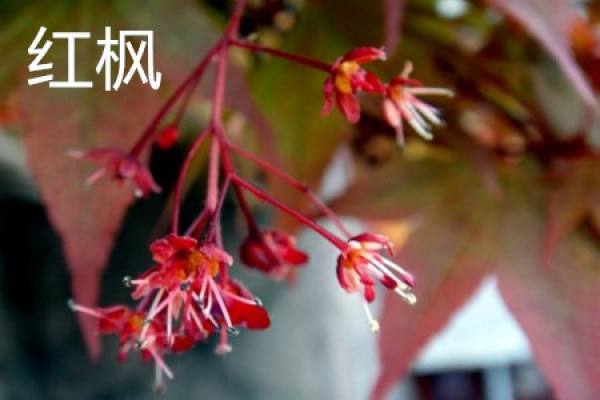 Red Maple Flower