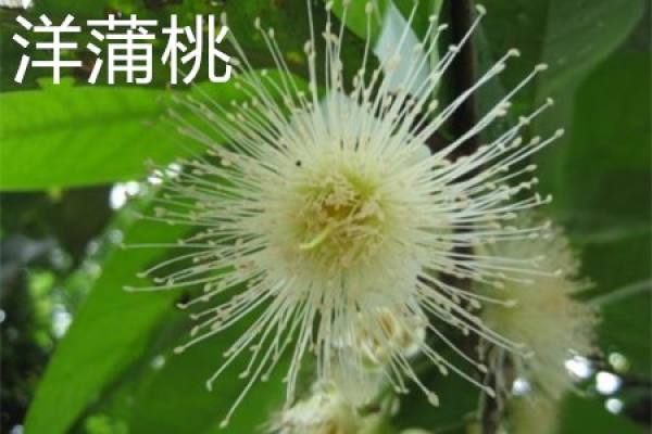 Syzygium aromaticum
