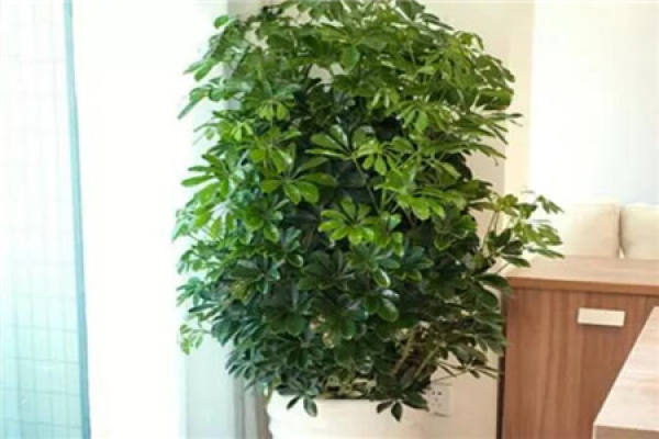 Happiness Tree