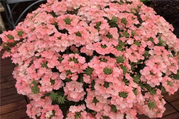 big seedling and small basin