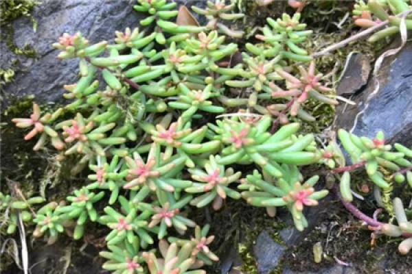 wild stone lotus