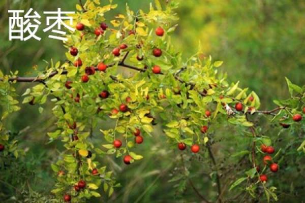 date leaves. JPG