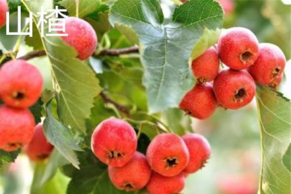Hawthorn fruit