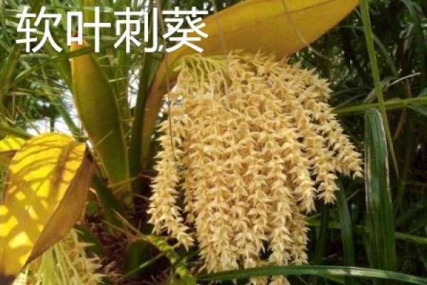 Echinochloa malabarica flower