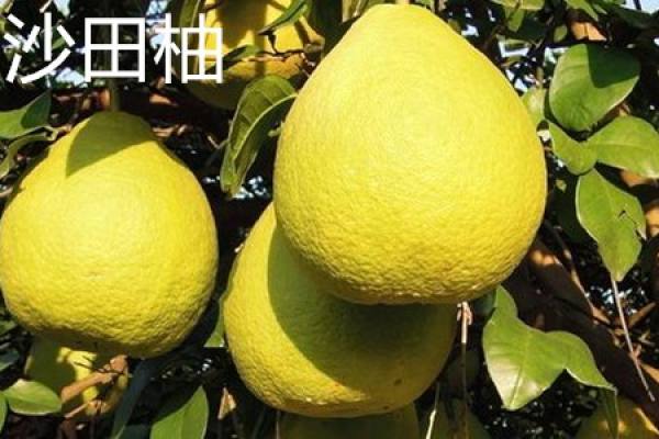 Shatian pomelo leaves. JPG