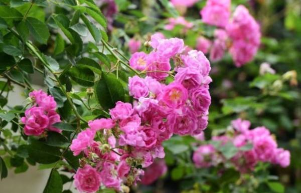 Rose Flower