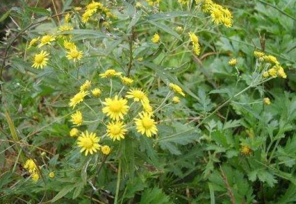 Wild Chrysanthemum