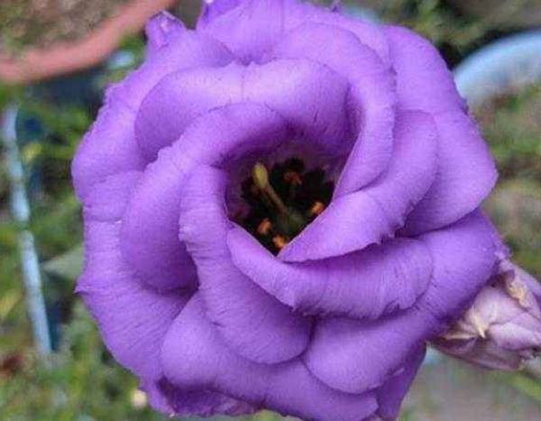 Eustoma grandiflorum