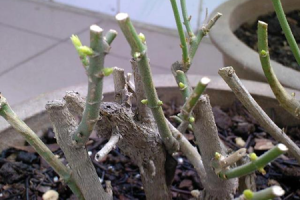 pruning