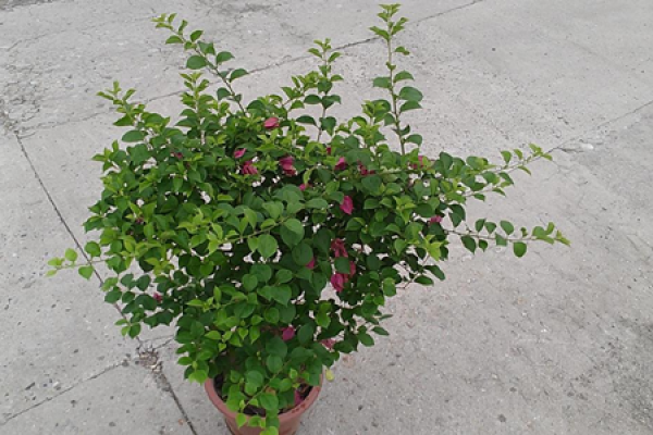 Bougainvillea