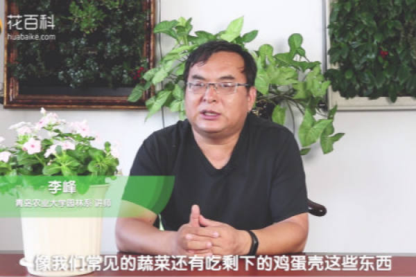 Changchun flower