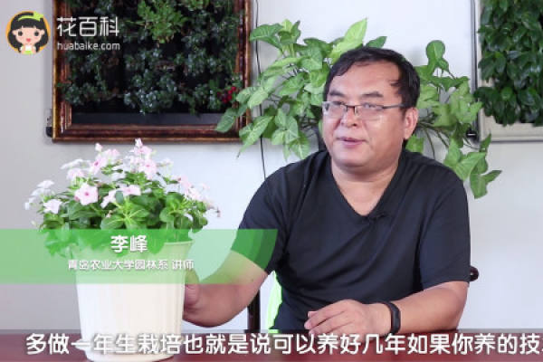 Changchun flower