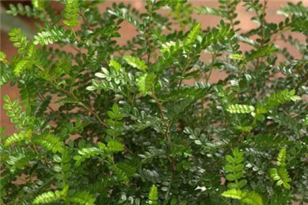 Qingxiang wood