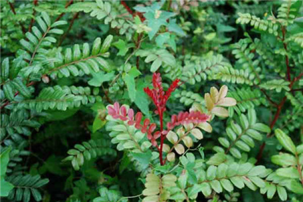 Qingxiang wood