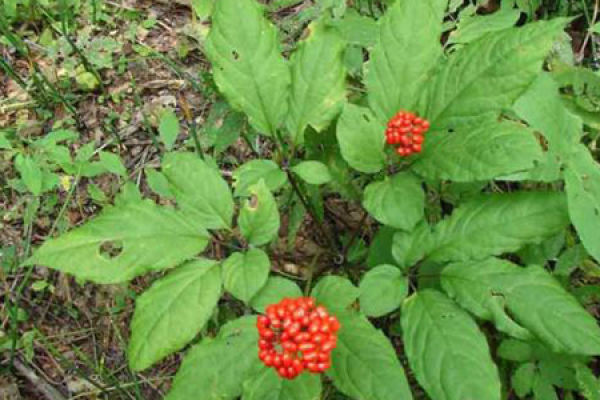 Panax ginseng