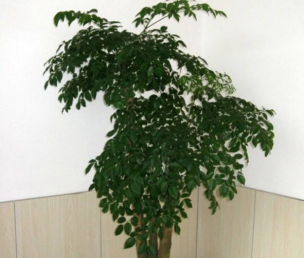 emerald tree