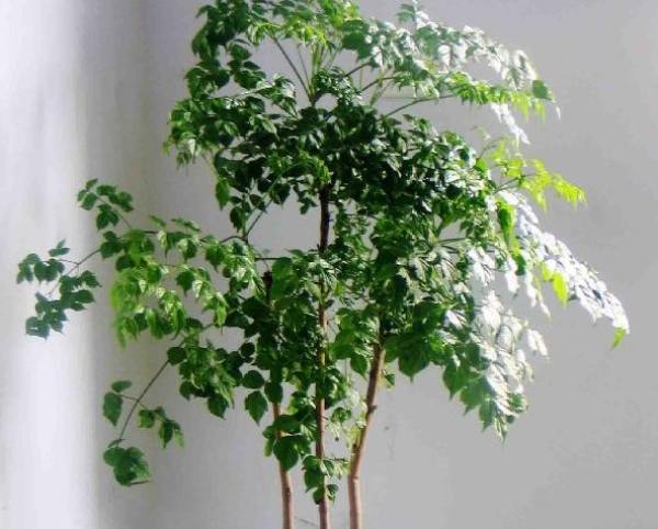 Happiness Tree