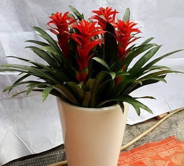 pineapple flower