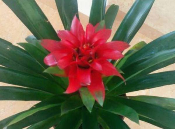 Pineapple Flower