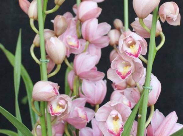 Cymbidium hybridum