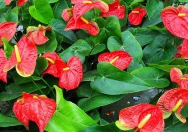 Anthurium