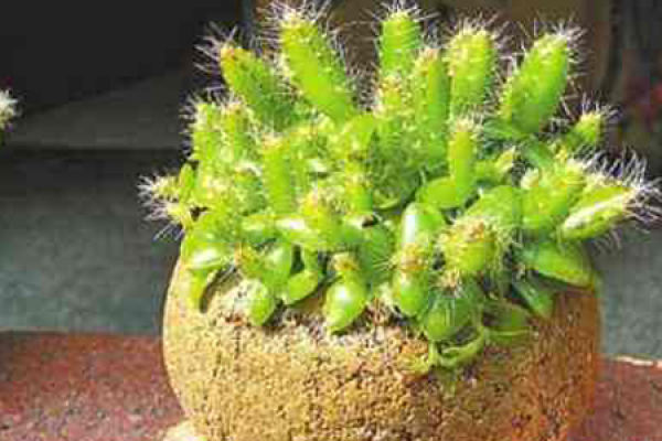 Pitaya